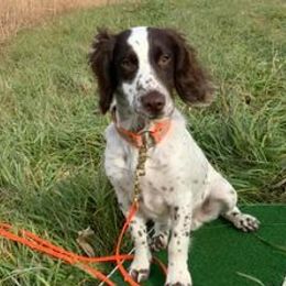 English Cocker Spaniels from Animal Rehabilitation, Therapy, Sports Medicine