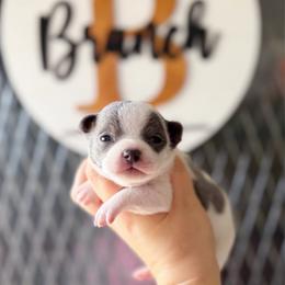 Cleo - Blue and white female Chihuahua puppy in Harrison, Michigan from Cloud9 Chihuahuas