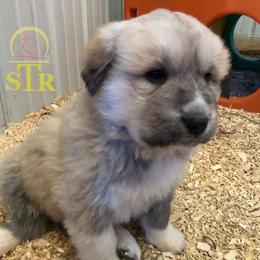 Aussiedoodle, Colorado Mountain Dog, and Corgipoo Puppies from Stone Table Ranch/STR Just Doodle It