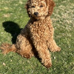 Tessa - Goldendoodle