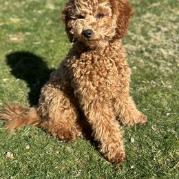 Tessa - Goldendoodle