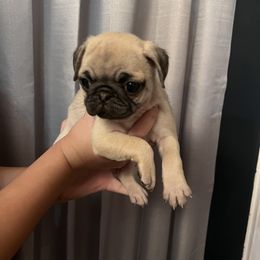 "Litter 2022" Pug Puppies from Tanori Kennels