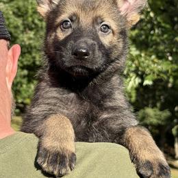 Red - Sable male German Shepherd puppy in Buffalo, West Virginia from Z Tykev Vino LLC