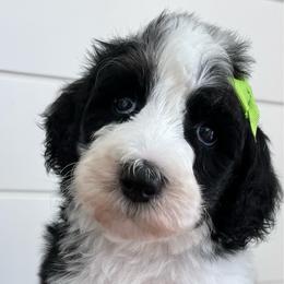 Brynn - Tri-color female Bernedoodle puppy in Garrettsville, Ohio from Sunset Family Farm