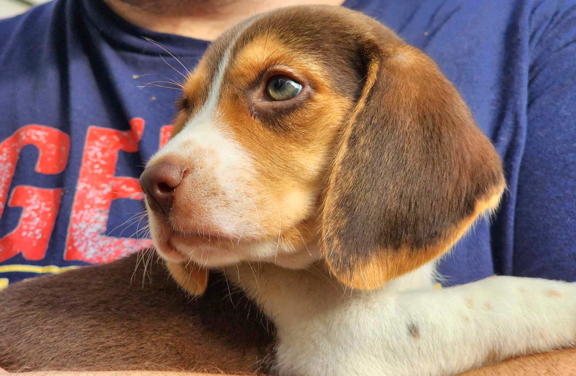 Beagle All Grown Up from Rustic Farm Sporting Beagles