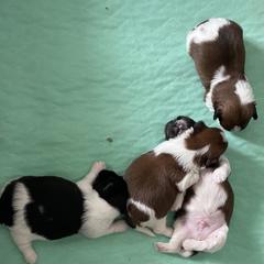 Shorkie Puppies from Strong Puppies