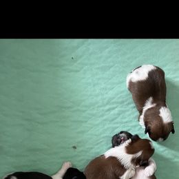 Shorkie Puppies from Strong Puppies