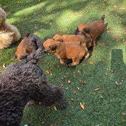 Boy 4 - Wheaten male Soft Coated Wheaten Terrier puppy in Casselberry, Florida from Timberlane