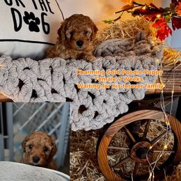 Goldendoodle Puppies from With Love Golden Doodles