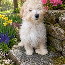 Ranger - Cream male Goldendoodle puppy in Mayville, Michigan from Guiding Light Doodles
