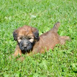 Cypress - Wheaten male Soft Coated Wheaten Terrier puppy in Kirksville, Missouri from Ironwood Ridge Kennels