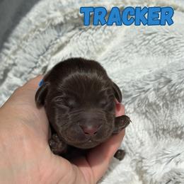 Tracker - Chocolate male Labrador Retriever puppy in Tomahawk, Wisconsin from Mahner Labs