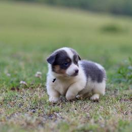 Boy 1 - Blue male Pembroke Welsh Corgi puppy in Ocala, Florida from Dolan Farms Corgis