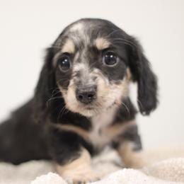 Vanessa - Dapple female Dachshund puppy in Alto, Texas from Prima Dachshunds