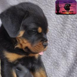 Rottweiler Puppies from Sunset State Rotts