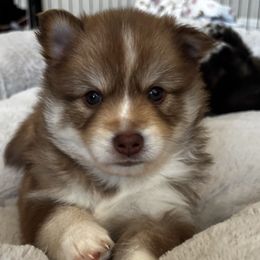 Pomsky Puppies from Bowtique Pomskies