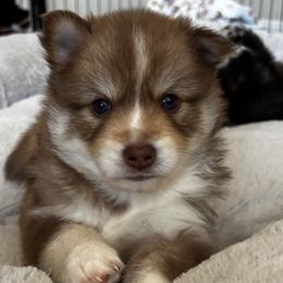 Pomsky Puppies from Bowtique Pomskies