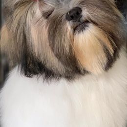 Lhasa Apsos from Tora Lhasa Apsos