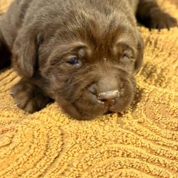 Boy 2 - Chocolate male Labrador Retriever puppy in Davenport, New York from New England Premier English Labradors