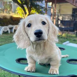Toast - Cream male Dachshund puppy in Federal Way, Washington from Designer Doxies