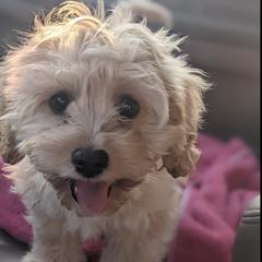 Cavachon Puppies from Cute, Colorado Cavachons
