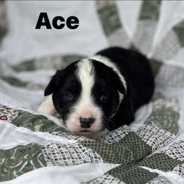 Ace-fluffy - Black and white male Cardigan Welsh Corgi puppy in Hope, Arkansas from Foxy Knoll Farm