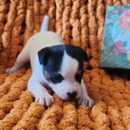 Daisy - Tri-colored female Parson Russell Terrier puppy in Apple Valley, California from Jumping Jack's Russell Terriers