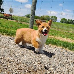 Robin - Red male Pembroke Welsh Corgi puppy in Pine Village, Indiana from NL Horsemanship