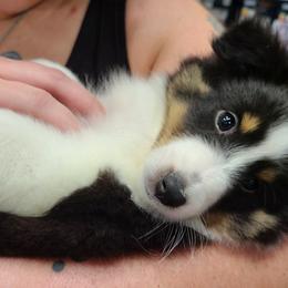 Shetland Sheepdog Puppies from Henotic Homestead's Shetland Sheepdogs
