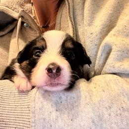 Clover - Black tri male Miniature Australian Shepherd puppy in Harpers Ferry, West Virginia from Carter's Cuties