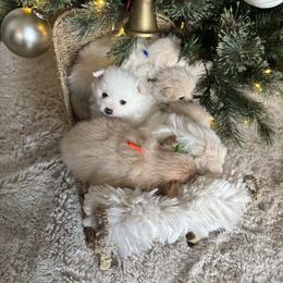 Pomeranian puppies from Idaho_poms