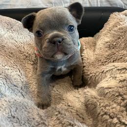 Delila - Liver female French Bulldog puppy in New Braunfels, Texas from Grand Star Bulldogs