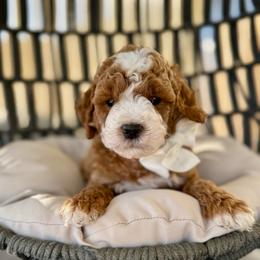 Basil boy - Red  male Goldendoodle puppy in Rio Linda, California from Plush Doodles