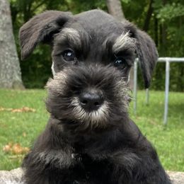 Miniature Schnauzers from Ali’s Black Diamond Miniature Schnauzers