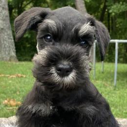Miniature Schnauzers from Ali’s Black Diamond Miniature Schnauzers