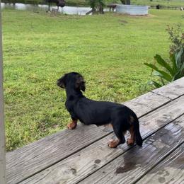Flower - Dachshund
