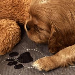 Ruby boy - Ruby male Cavalier King Charles Spaniel puppy in Poolesville, Maryland from Harvest Moon Cavaliers
