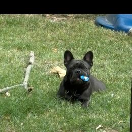 Billie - French Bulldog