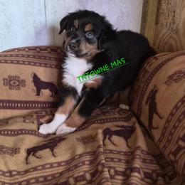 Nijur - Black tri female Miniature American Shepherd puppy in Marshfield, Missouri from Tntowne Miniature American Shepherds