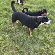 Entlebucher Mountain Dog Puppies from Ironclad
