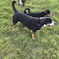 Entlebucher Mountain Dog Puppies from Ironclad