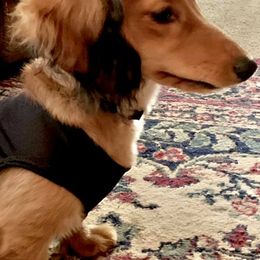 Dachshunds from Cici's Minis