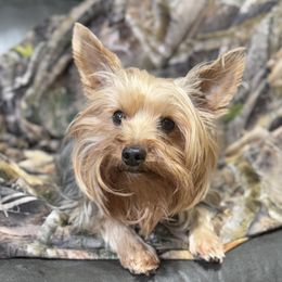 Collies and Yorkshire Terriers from Puppy Dog City