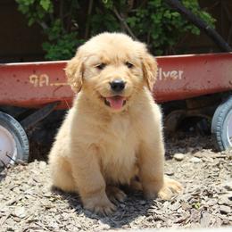 Australian Shepherd and Golden Retriever Puppies from Sterling Valleys Goldens and Aussies