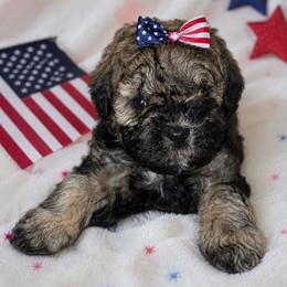 Miss Moana - Brindle female Shihpoo puppy in Hertford, North Carolina from Heaven Sent Shihpoo's