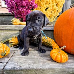 Goose - Black male Great Dane puppy in Climax, Michigan from Beaver Creek Danes