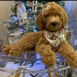 Australian Labradoodle and Double Doodle Puppies from Love Me Pooch
