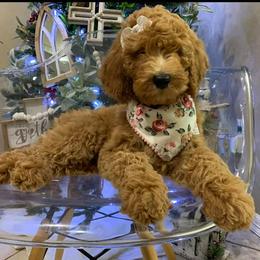 Australian Labradoodle and Double Doodle Puppies from Love Me Pooch