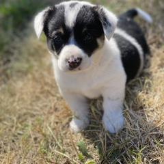 Girl 1 - female Sporty Mix puppy in Woodland, Washington from MB Acres Corgis
