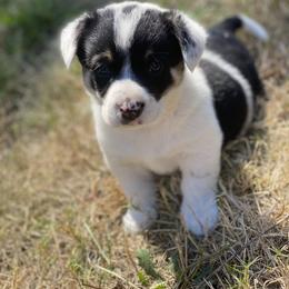 Girl 1 - female Sporty Mix puppy in Woodland, Washington from MB Acres Corgis